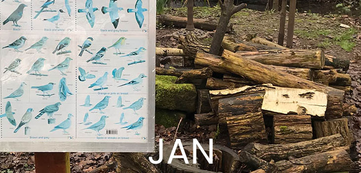 January features illustrations of birds that have been bleached blue by the sun
