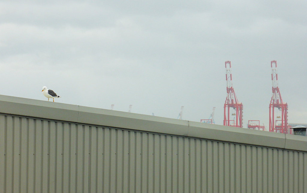 A seagull on the corrugated roof of a bowling alley, with two red shipping cranes in the background