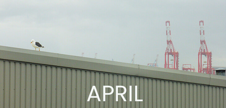 April - a seagull on the roof of the bowling alley, two red shipping cranes in the background